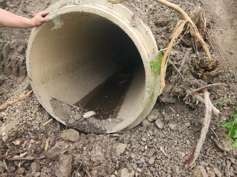 Pipe with roots surrounding